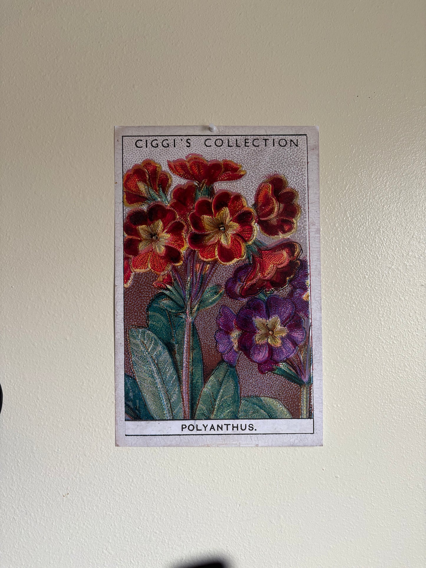 Vintage Polyanthus Primrose Print #2 | 1930s Cigarette Card Art