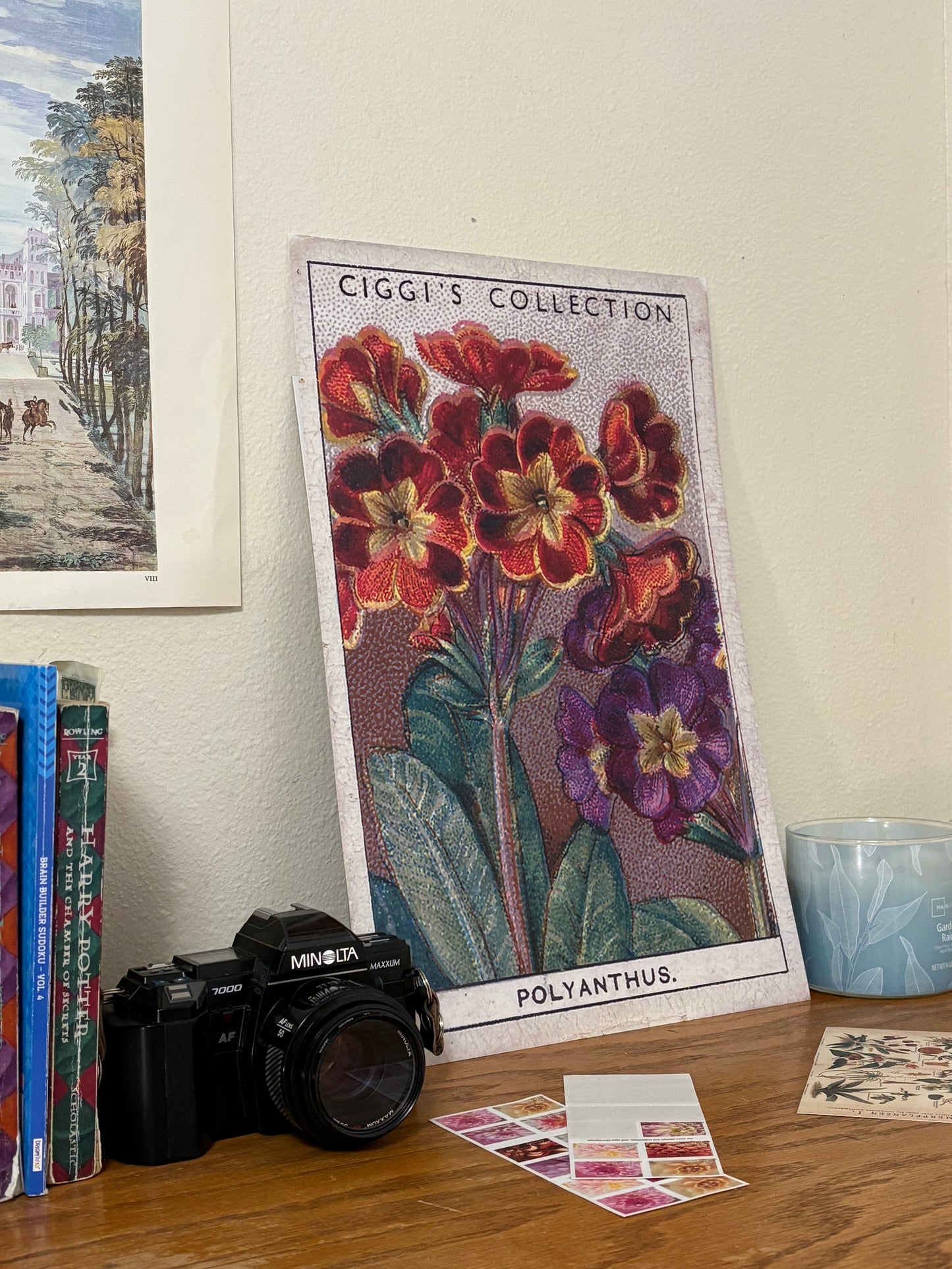 Vintage Polyanthus Primrose Print #2 | 1930s Cigarette Card Art