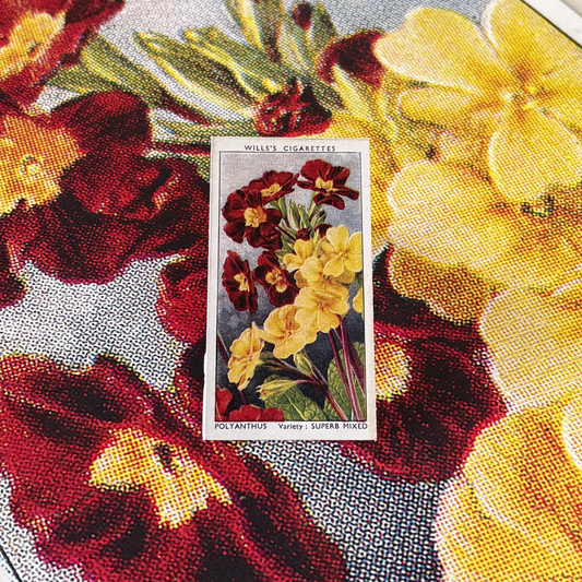 Vintage Polyanthus Primrose Print #1 | 1930s Cigarette Card Art