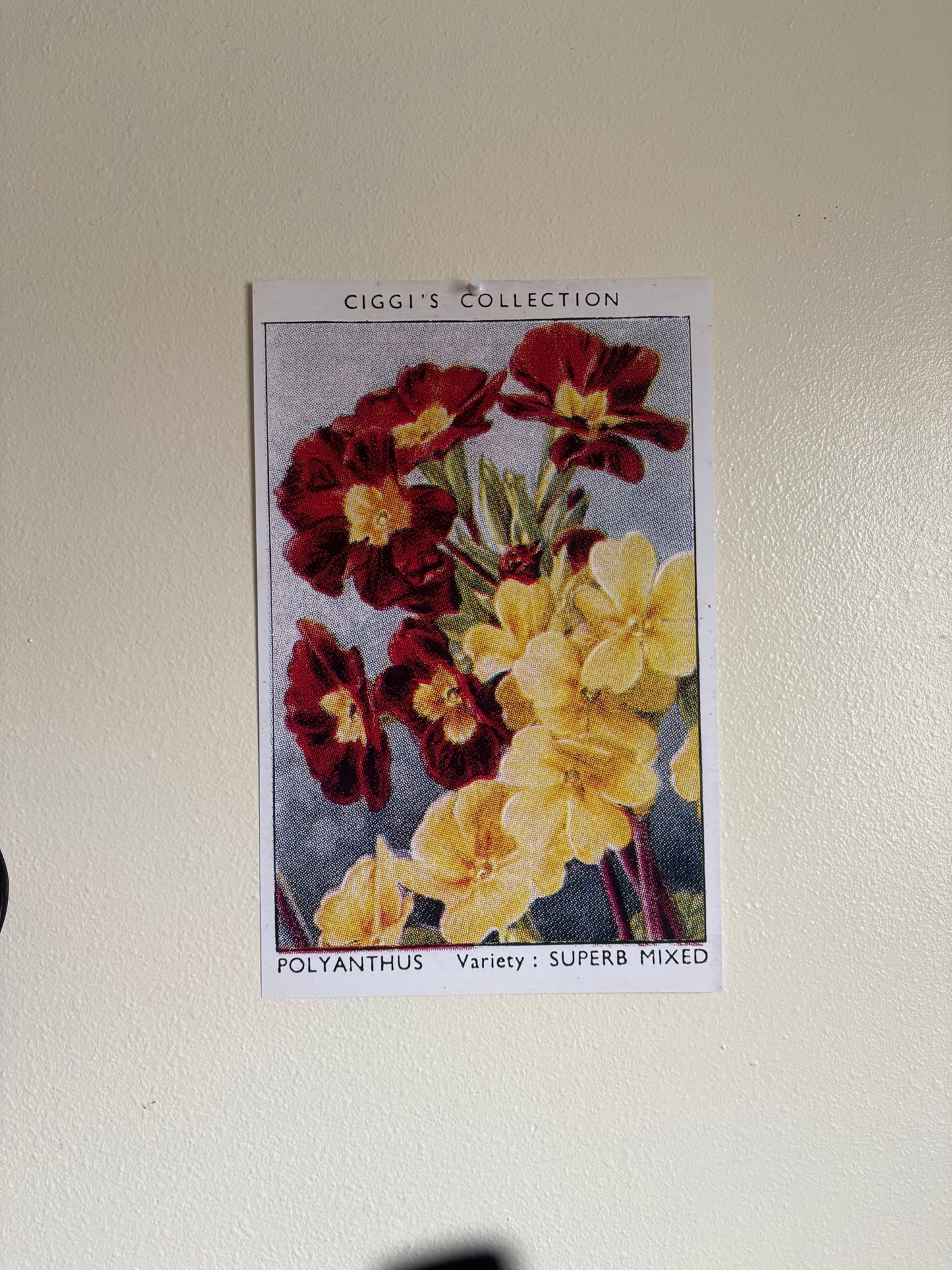 Vintage Polyanthus Primrose Print #1 | 1930s Cigarette Card Art
