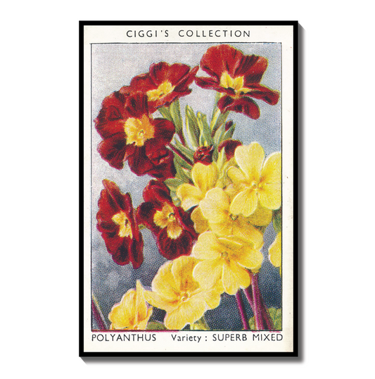 Vintage Polyanthus Primrose Print #1 | 1930s Cigarette Card Art