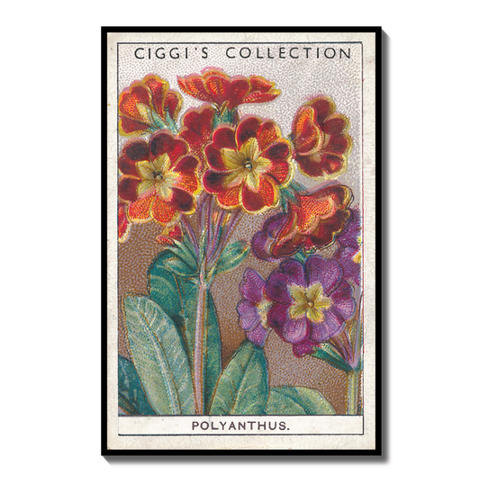 Vintage Polyanthus Primrose Print #2 | 1930s Cigarette Card Art