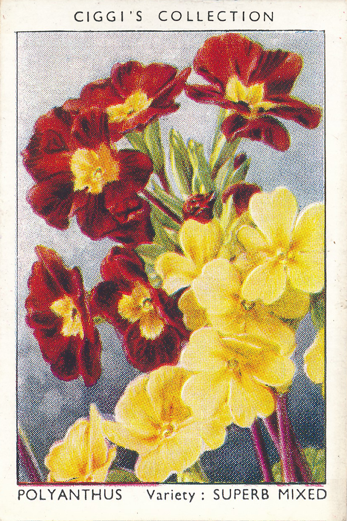 Garden Flowers Posters