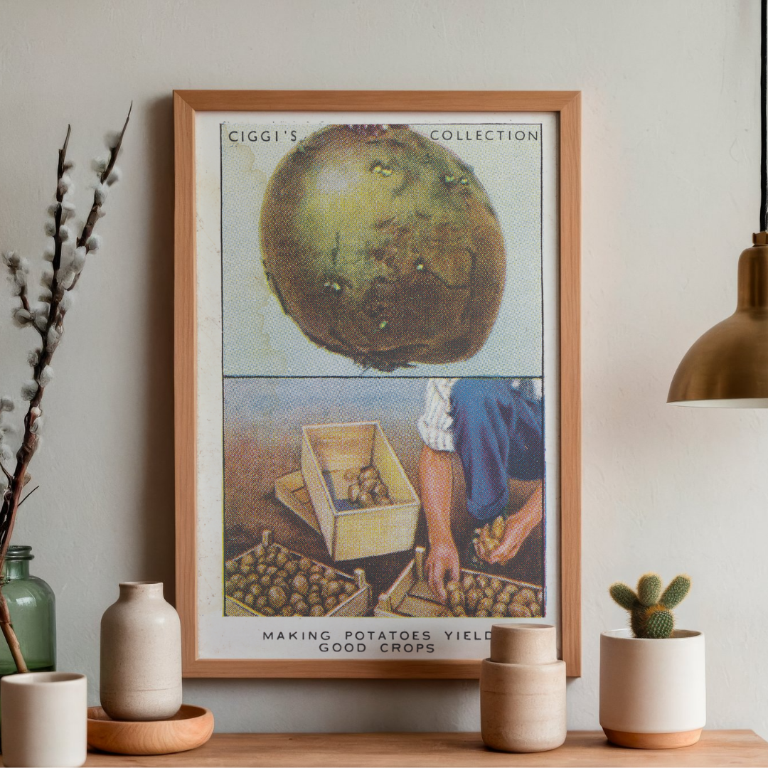 Vintage Potato Yield Garden Hint | 1930s Cigarette Card Art