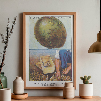 Vintage Potato Yield Garden Hint | 1930s Cigarette Card Art