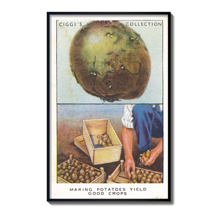Vintage Potato Yield Garden Hint | 1930s Cigarette Card Art