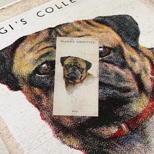 Vintage Pug Dog Print | 1930s Cigarette Card Art
