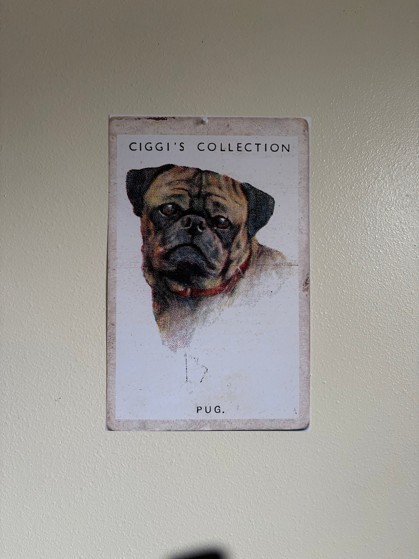 Vintage Pug Dog Print | 1930s Cigarette Card Art