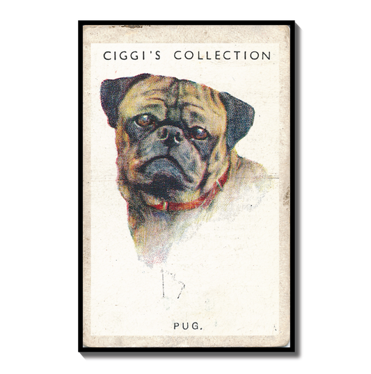 Vintage Pug Dog Print | 1930s Cigarette Card Art