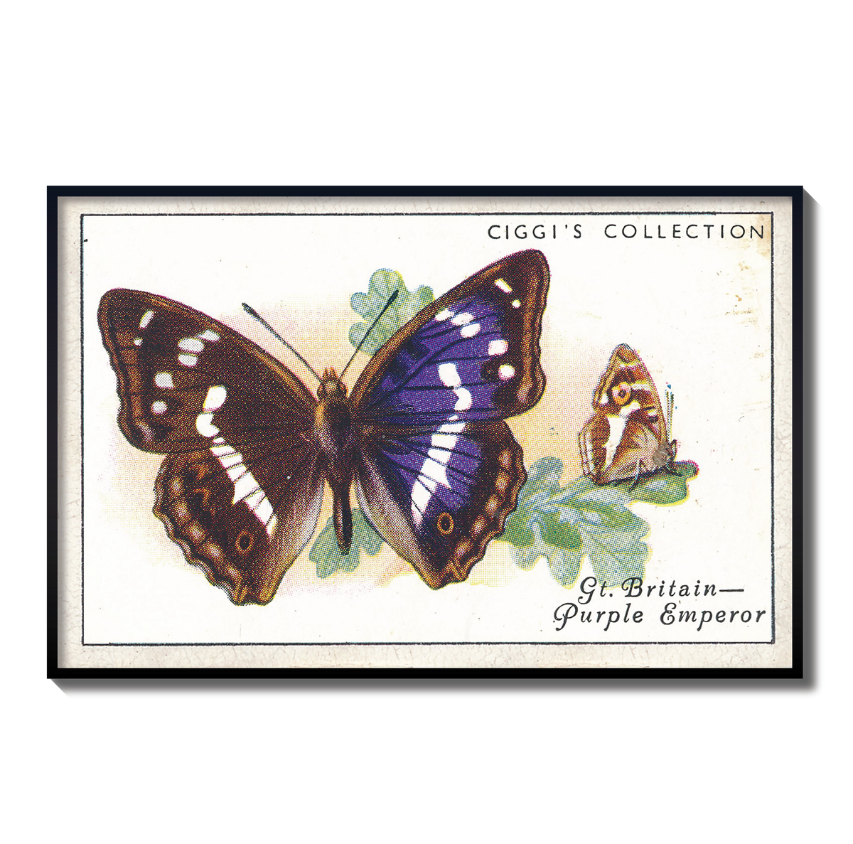 Vintage Purple Emperor Butterfly Print | 1930s Cigarette Card Art