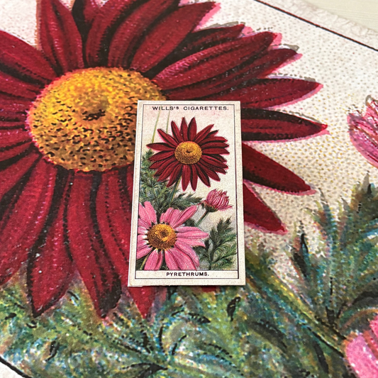 Vintage Pyrethrum Painted Daisy Print | 1930s Cigarette Card Art