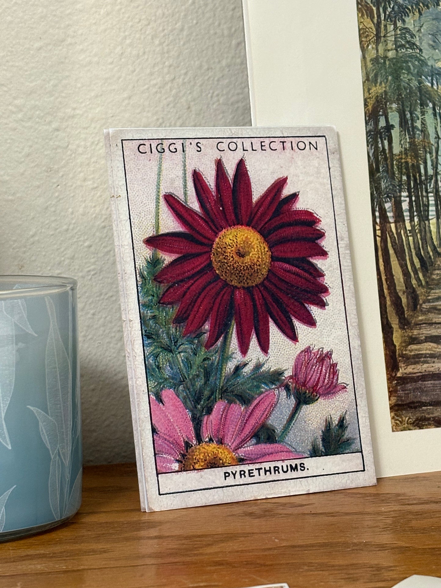 Vintage Pyrethrum Painted Daisy Print | 1930s Cigarette Card Art