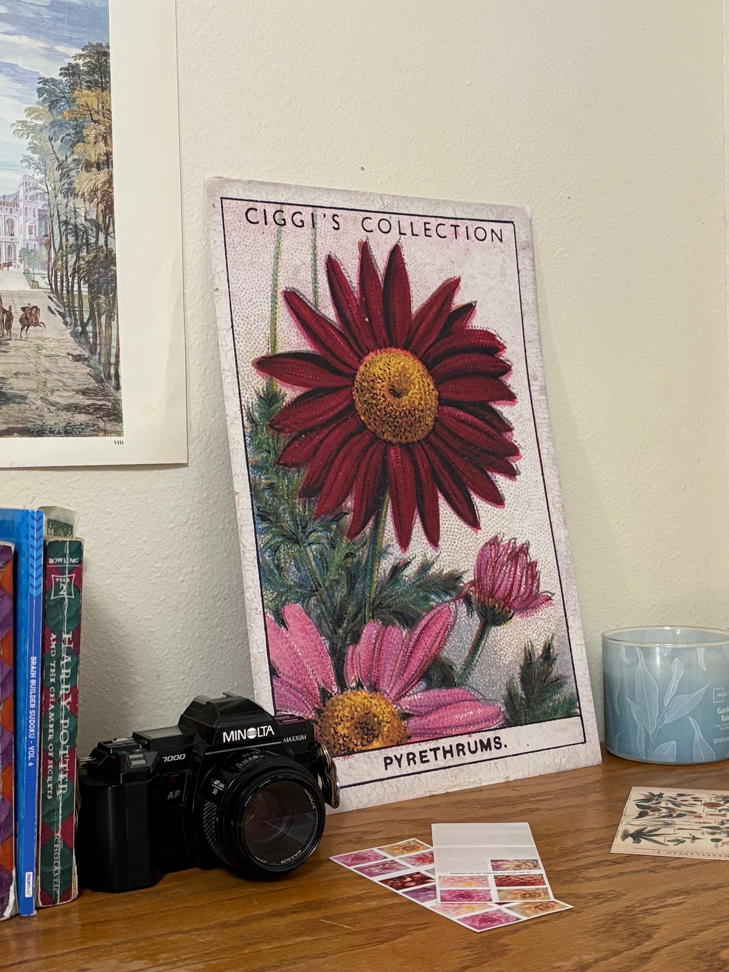 Vintage Pyrethrum Painted Daisy Print | 1930s Cigarette Card Art