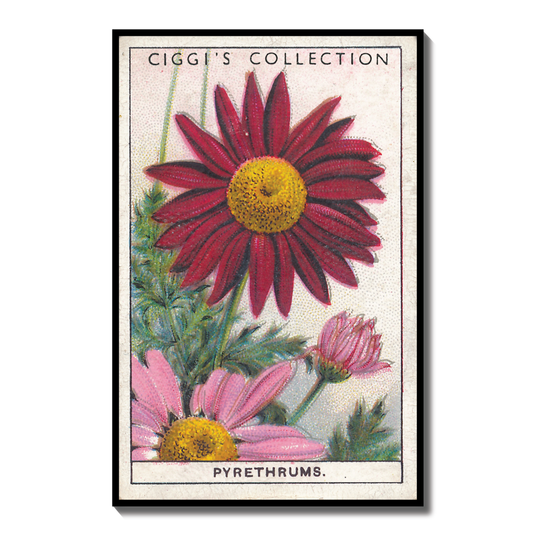 Vintage Pyrethrum Painted Daisy Print | 1930s Cigarette Card Art