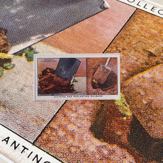 Vintage Replanting Rhubarb Garden Hint | 1930s Cigarette Card Art