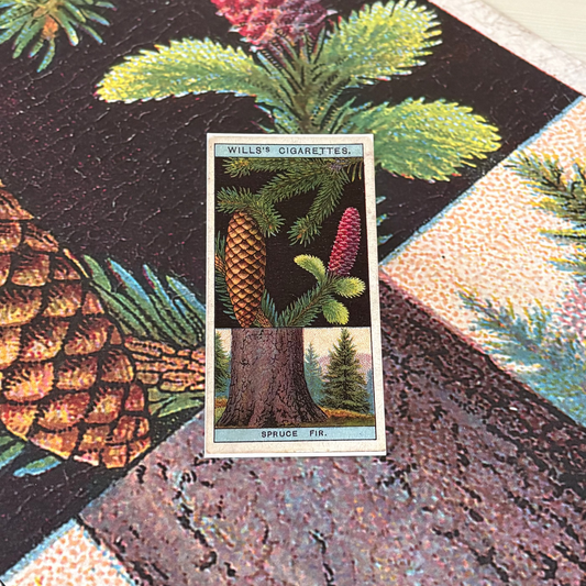 Vintage Spruce Fir Tree Print | 1930s Cigarette Card Art
