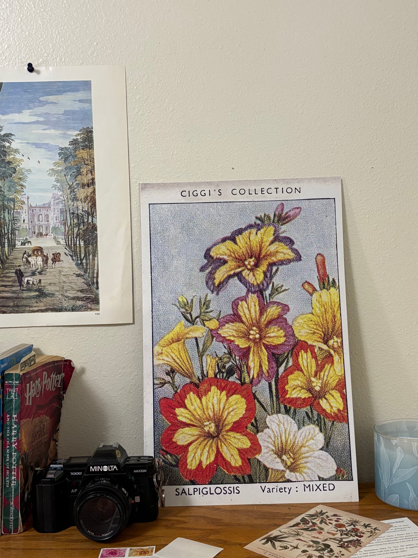 Vintage Salpiglossis Painted Tongue Print | 1930s Cigarette Card Art