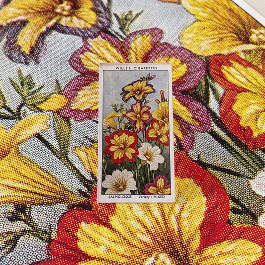 Vintage Salpiglossis Painted Tongue Print | 1930s Cigarette Card Art