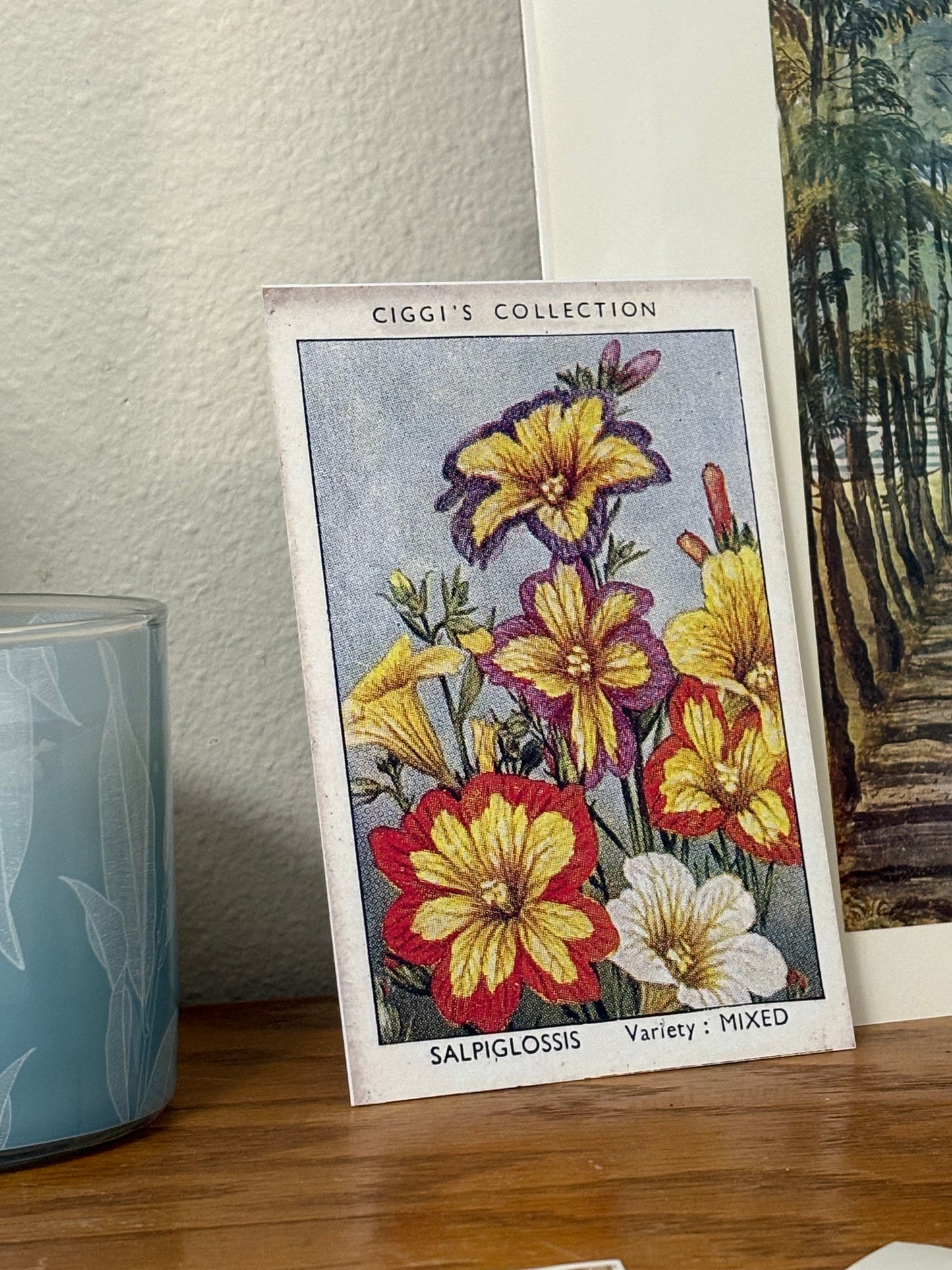 Vintage Salpiglossis Painted Tongue Print | 1930s Cigarette Card Art