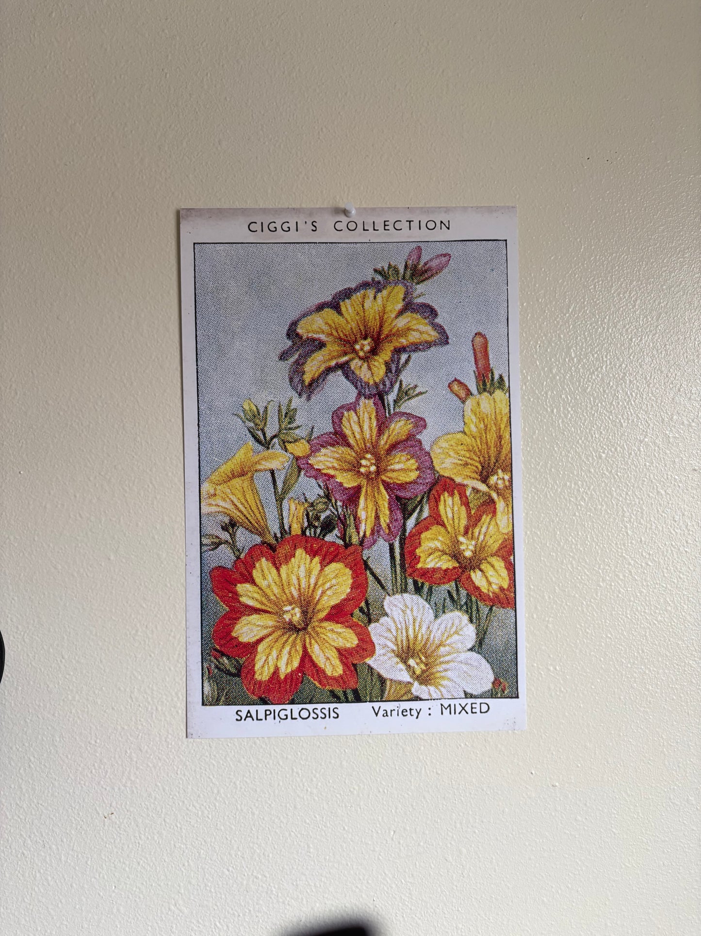 Vintage Salpiglossis Painted Tongue Print | 1930s Cigarette Card Art