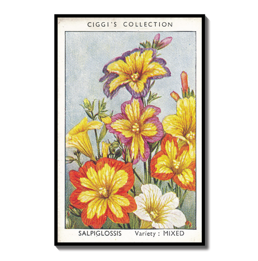 Vintage Salpiglossis Painted Tongue Print | 1930s Cigarette Card Art