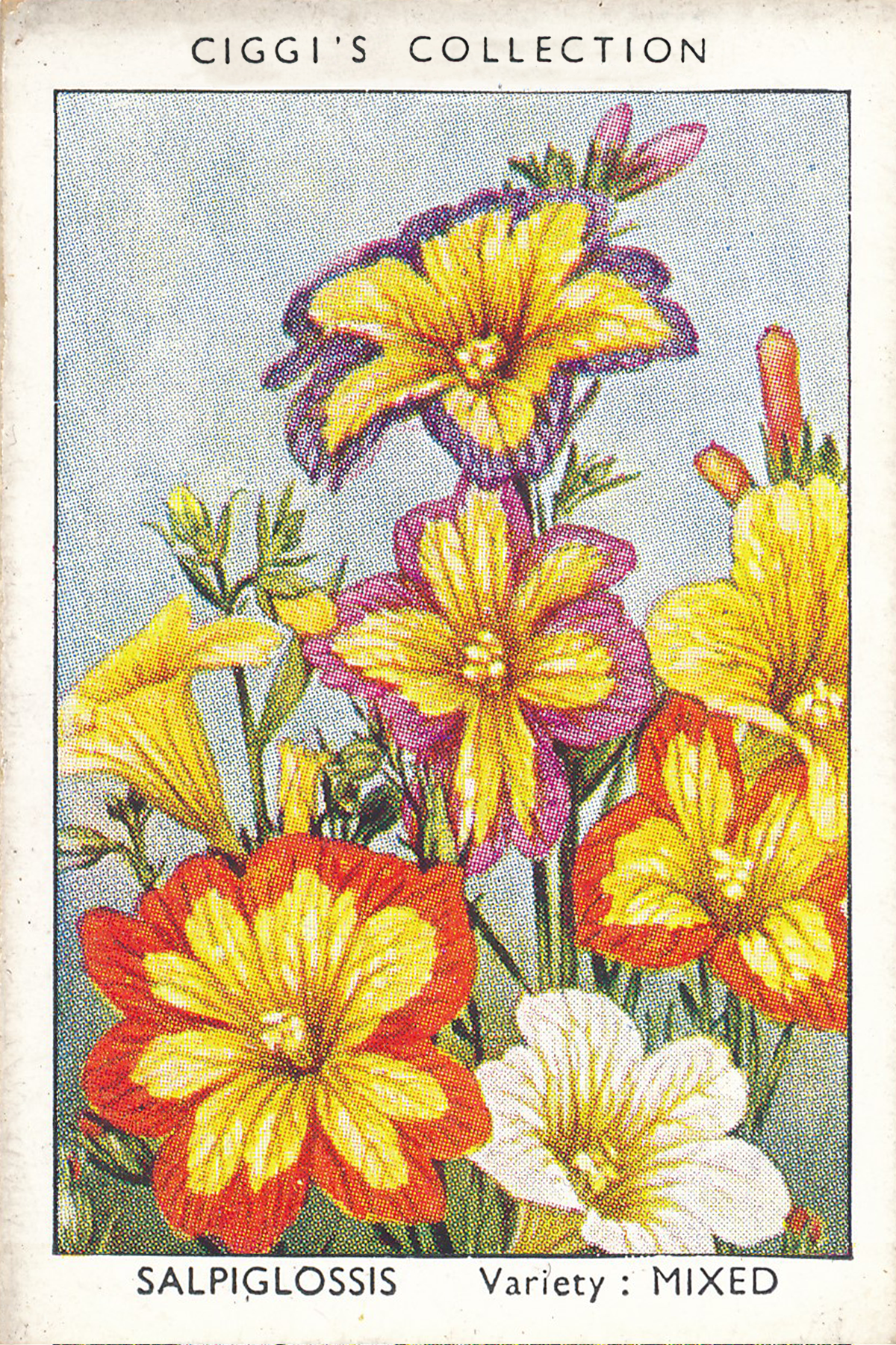 Garden Flowers Posters