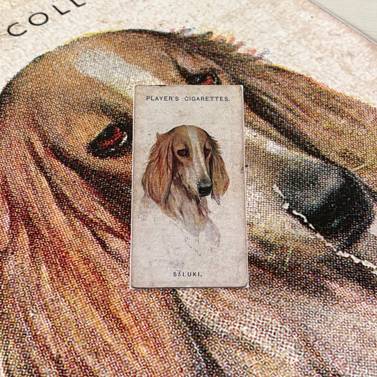 Vintage Saluki Dog Print | 1930s Cigarette Card Art