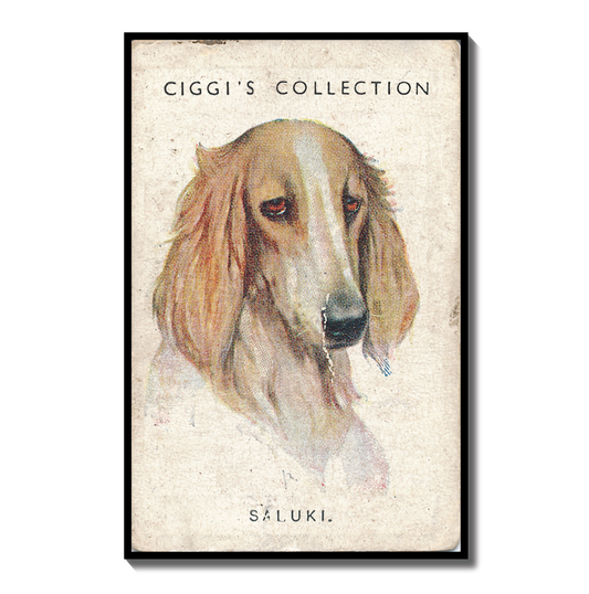 Vintage Saluki Dog Print | 1930s Cigarette Card Art