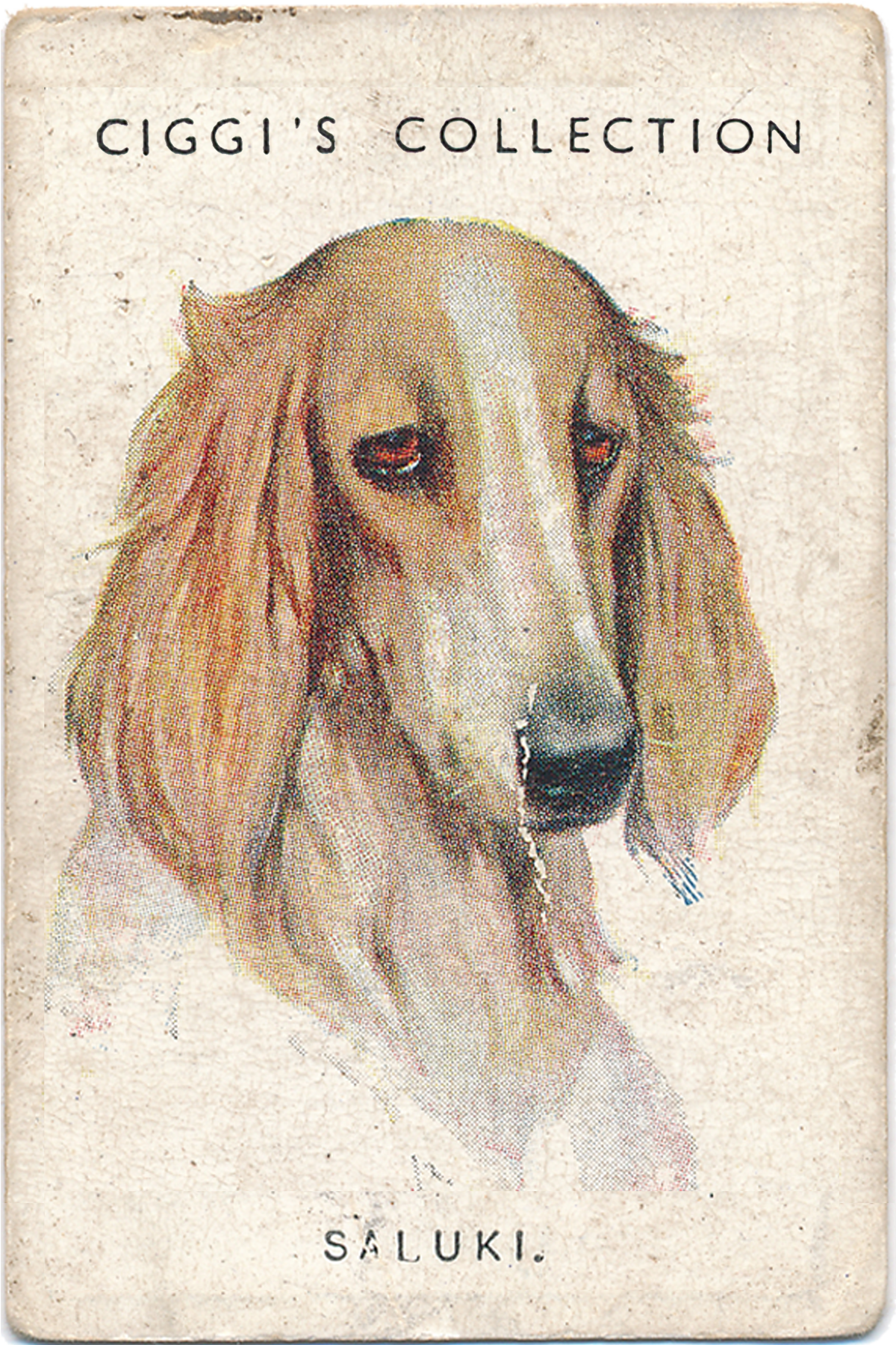 Dog Posters