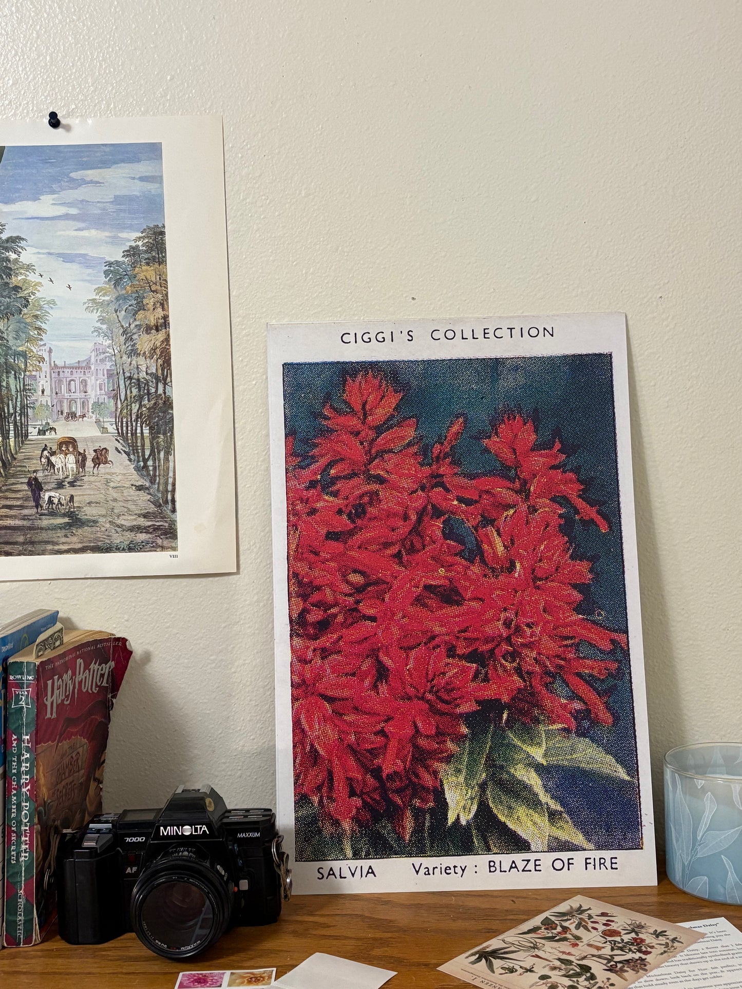 Vintage Salvia Sage Flower Print | 1930s Cigarette Card Art