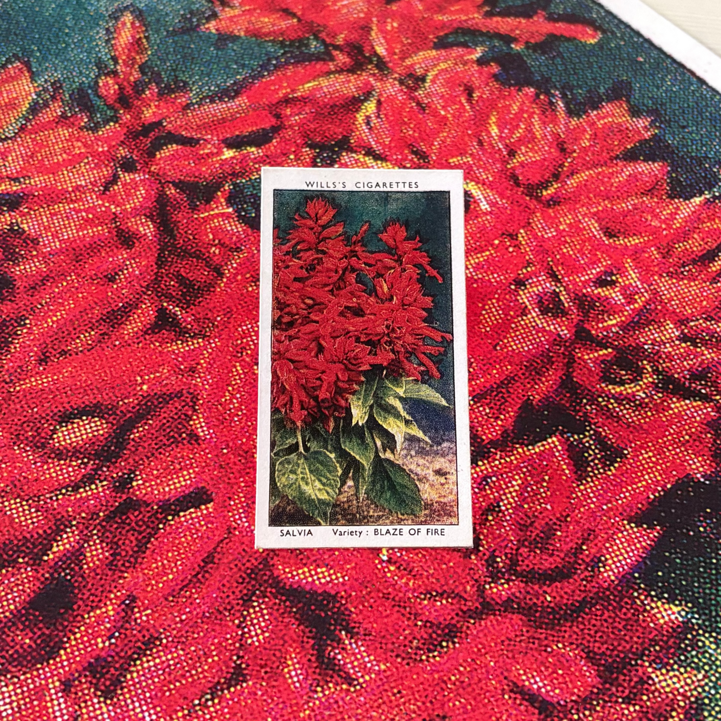Vintage Salvia Sage Flower Print | 1930s Cigarette Card Art