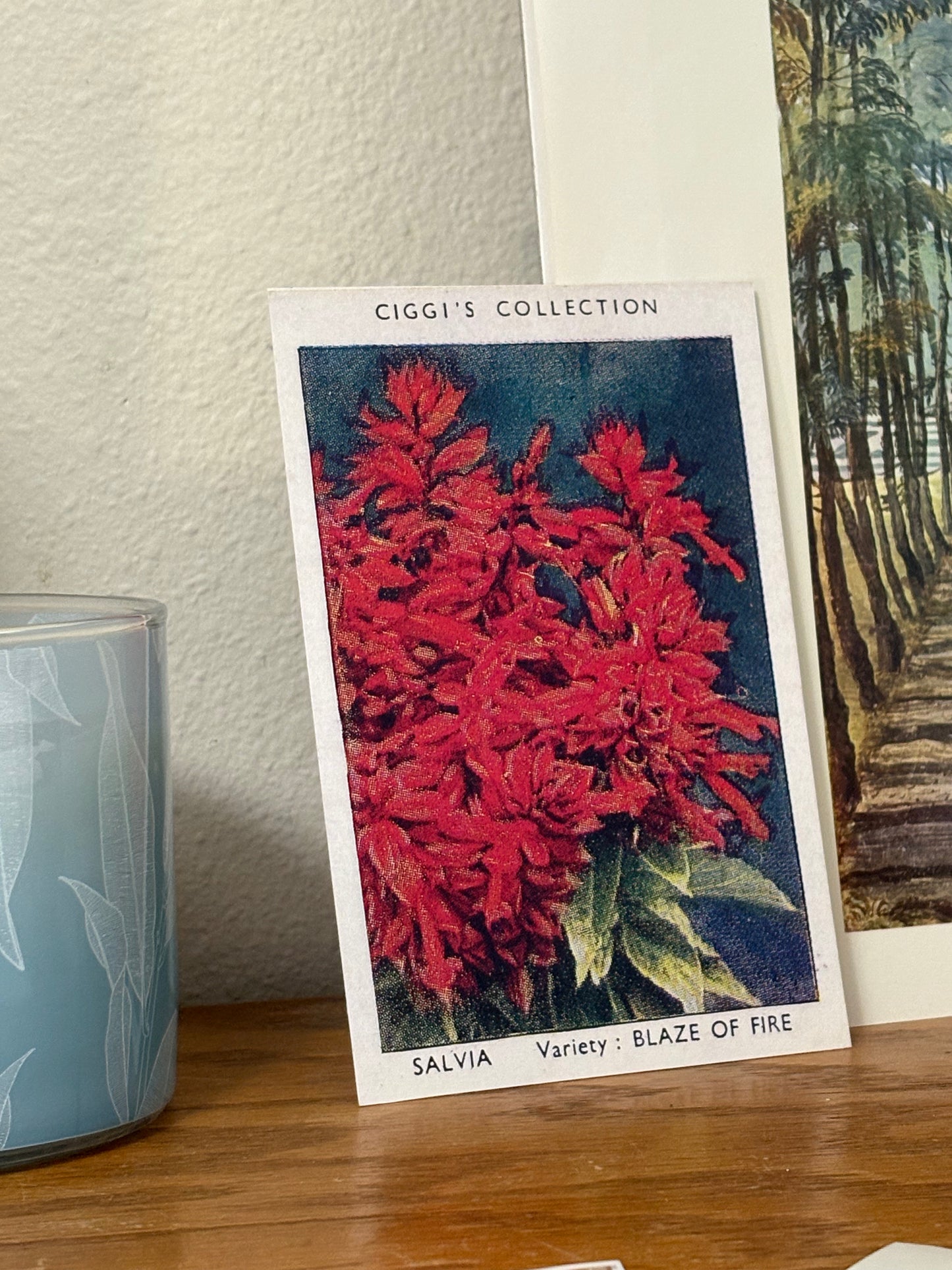 Vintage Salvia Sage Flower Print | 1930s Cigarette Card Art