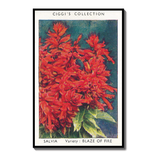 Vintage Salvia Sage Flower Print | 1930s Cigarette Card Art