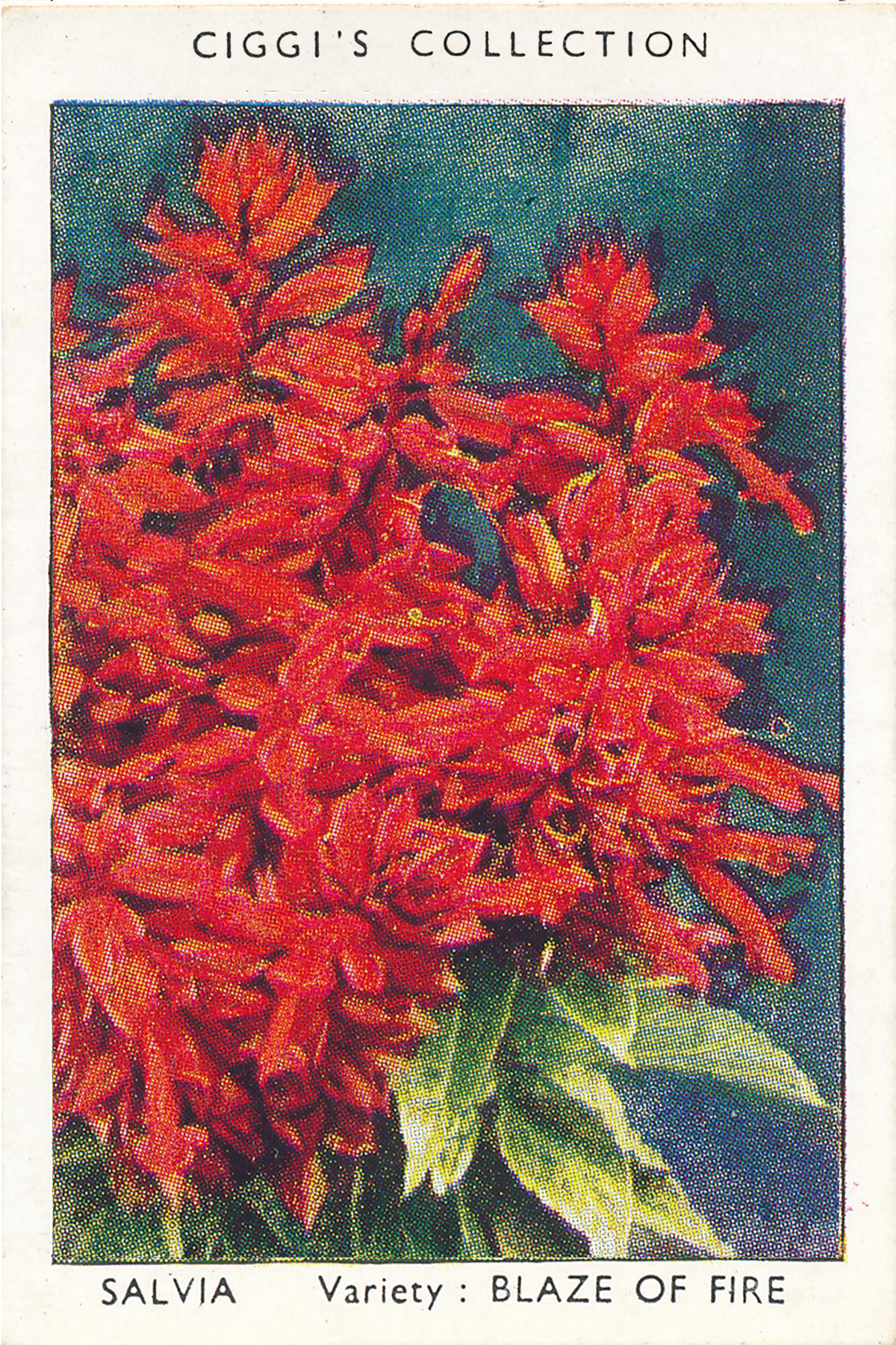Garden Flowers Posters