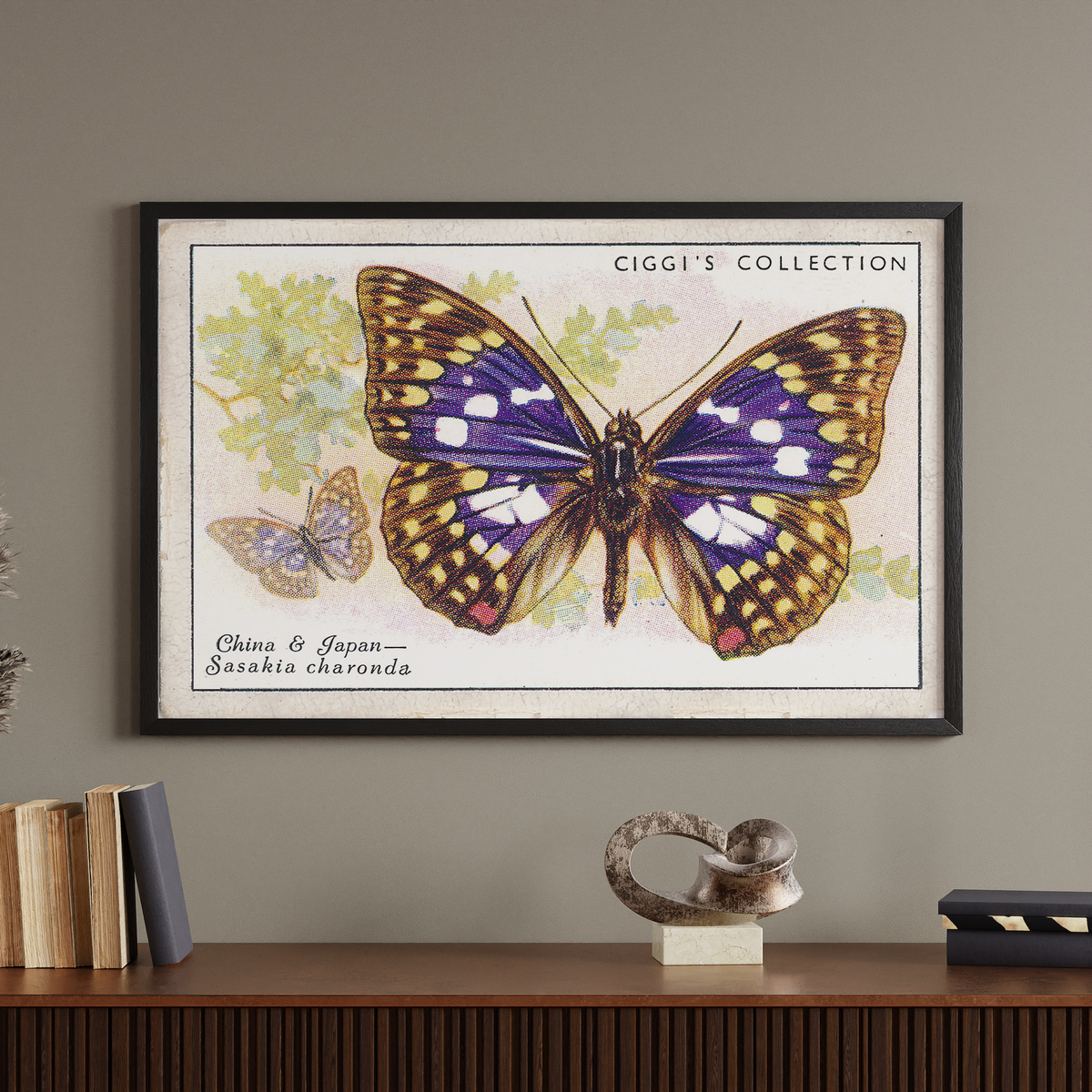 Vintage Sasakia Chardona Butterfly Print | 1930s Cigarette Card Art