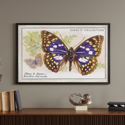 Vintage Sasakia Chardona Butterfly Print | 1930s Cigarette Card Art