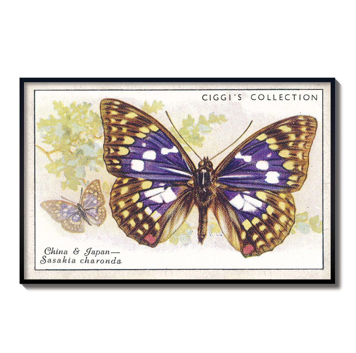 Vintage Sasakia Chardona Butterfly Print | 1930s Cigarette Card Art