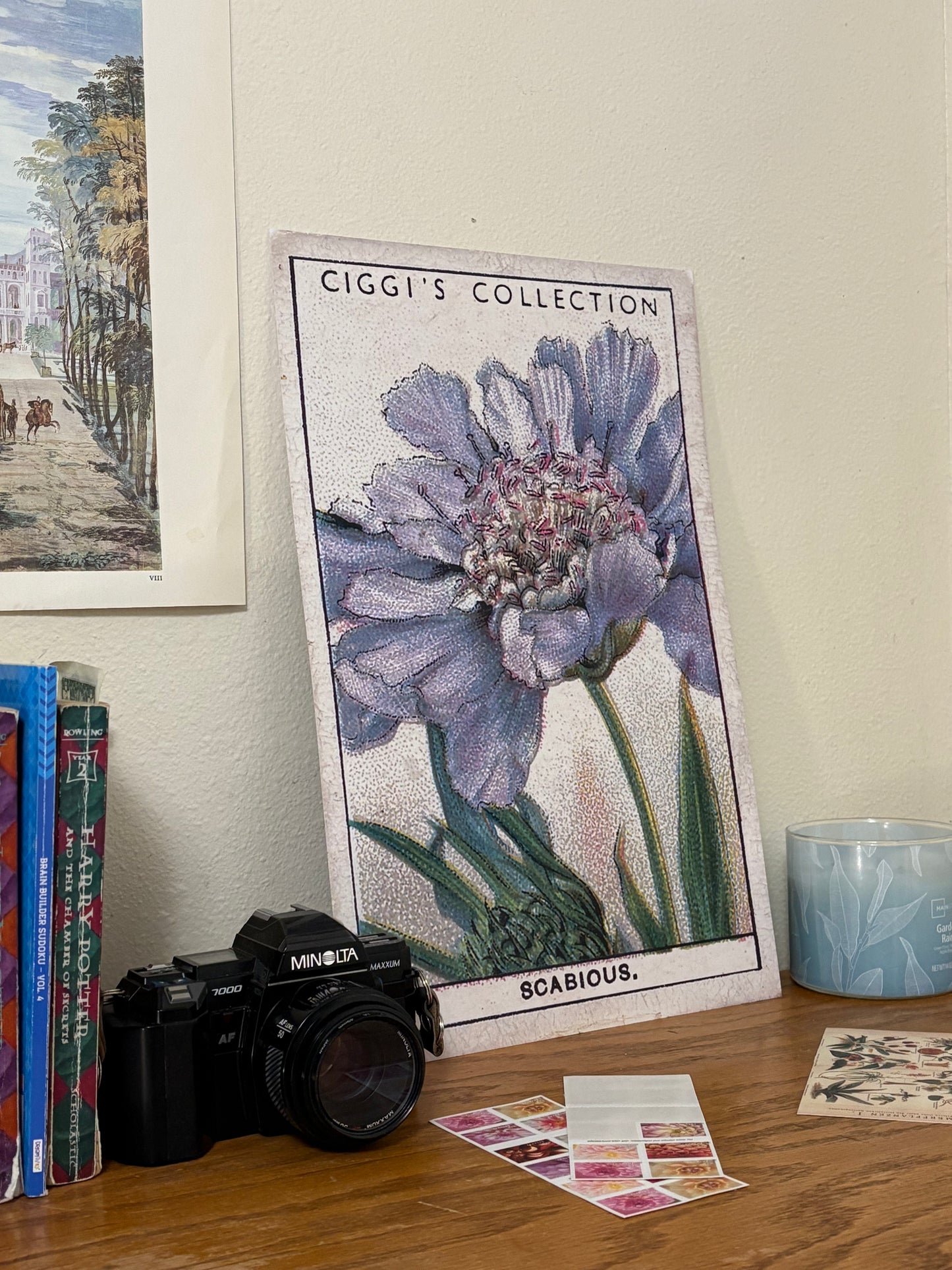 Vintage Scabious Pincushion Flower Print #2 | 1930s Cigarette Card Art