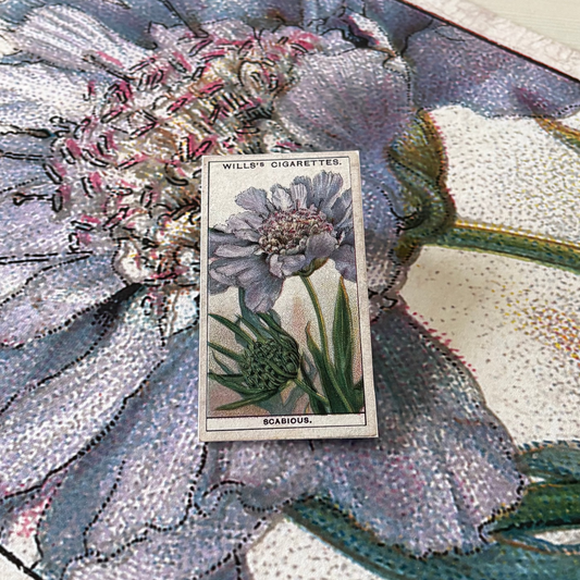 Vintage Scabious Pincushion Flower Print #2 | 1930s Cigarette Card Art