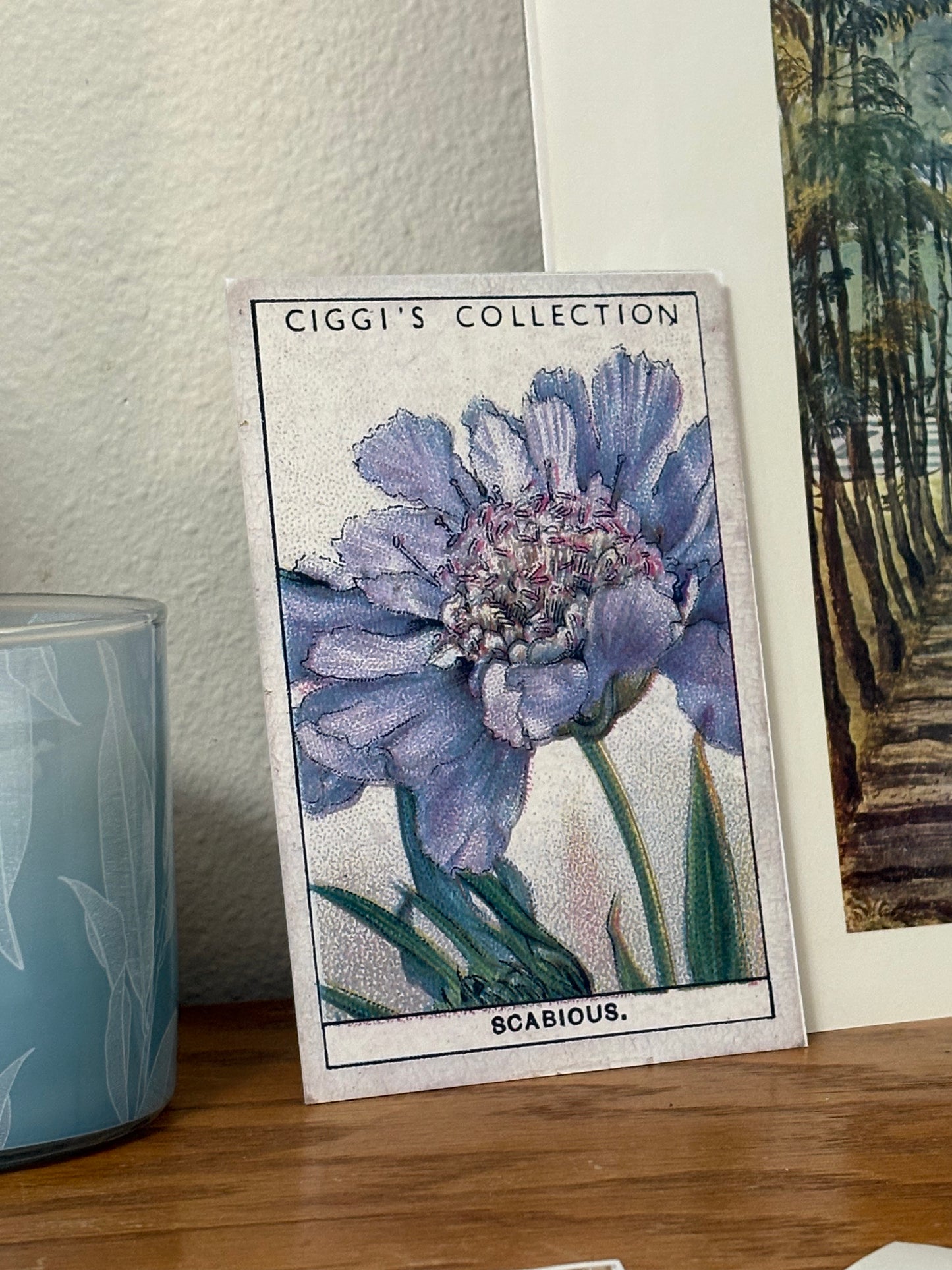 Vintage Scabious Pincushion Flower Print #2 | 1930s Cigarette Card Art