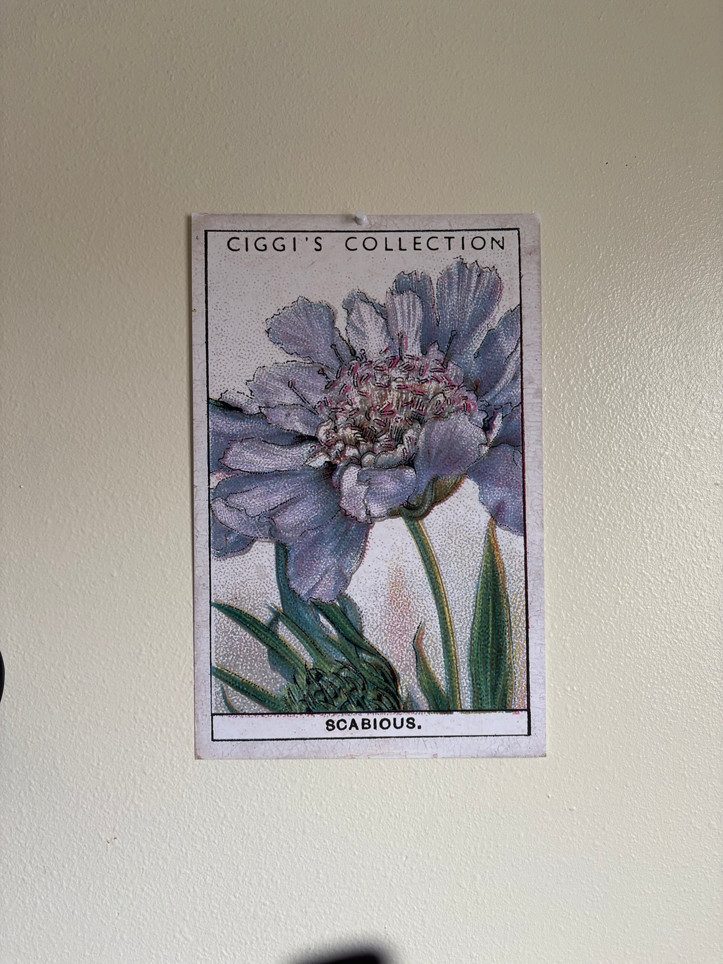 Vintage Scabious Pincushion Flower Print #2 | 1930s Cigarette Card Art