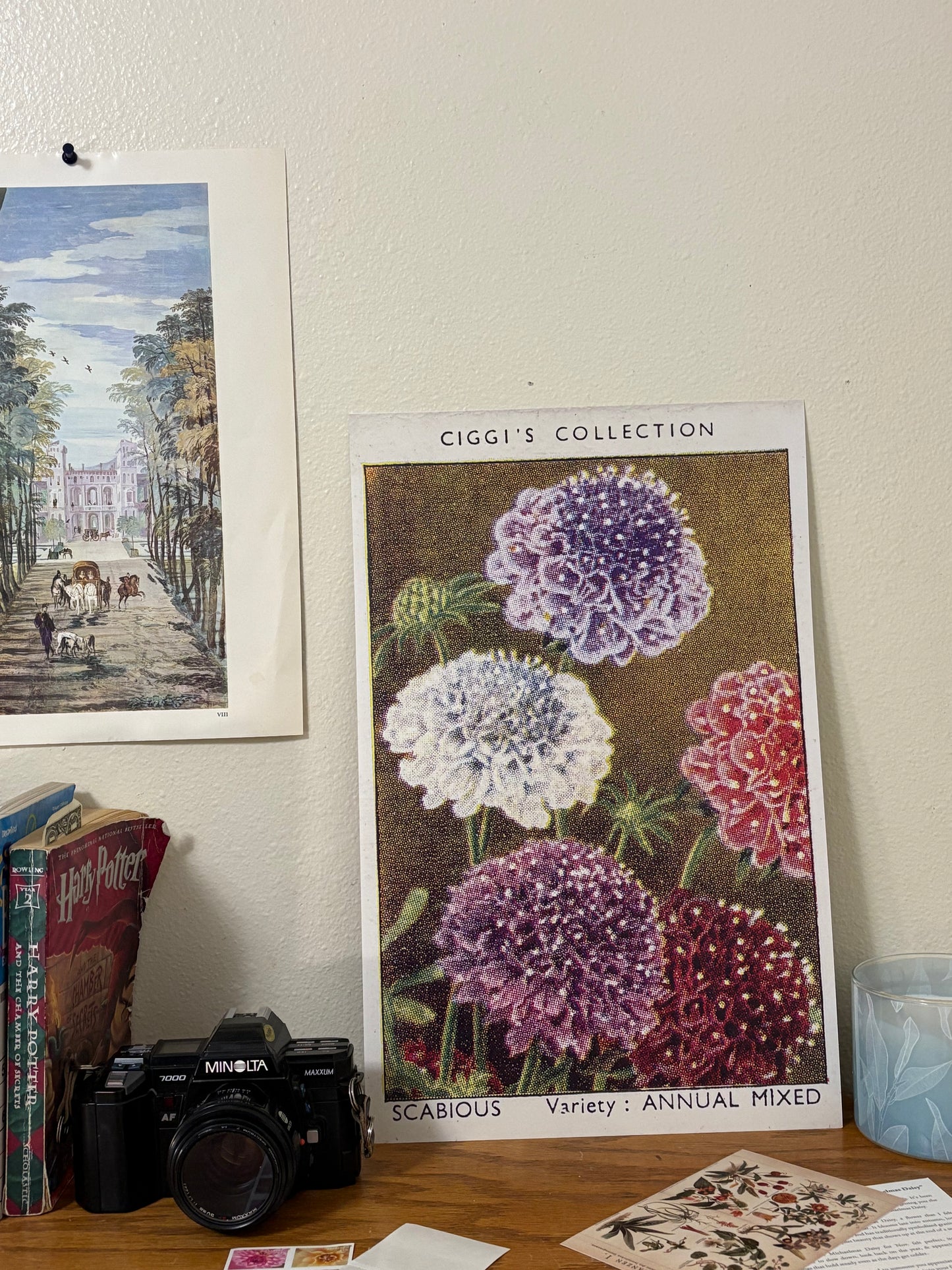 Vintage Scabious Pincushion Flower Print #1 | 1930s Cigarette Card Art