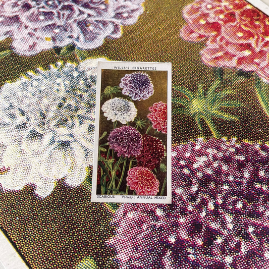 Vintage Scabious Pincushion Flower Print #1 | 1930s Cigarette Card Art