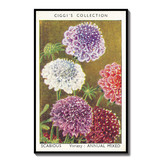 Vintage Scabious Pincushion Flower Print #1 | 1930s Cigarette Card Art