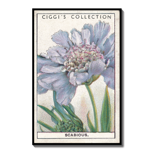 Vintage Scabious Pincushion Flower Print #2 | 1930s Cigarette Card Art
