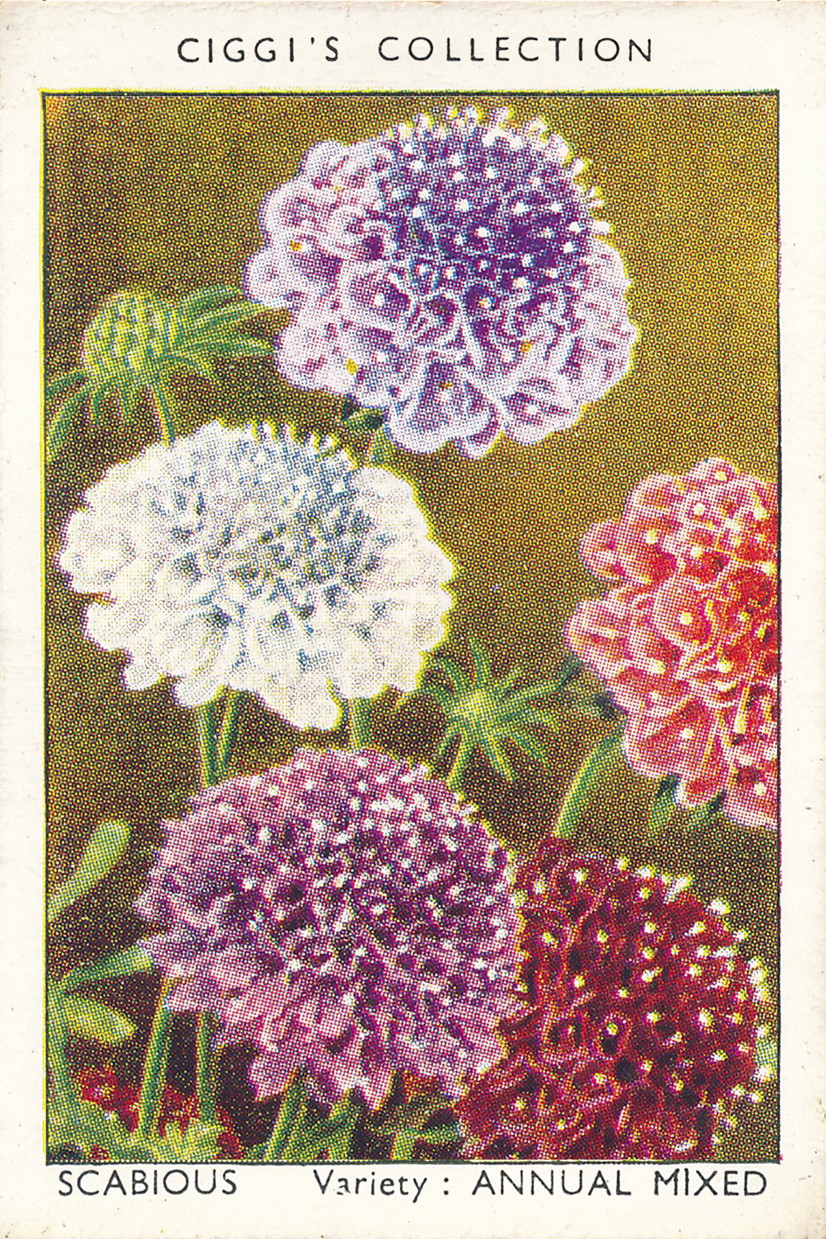 Garden Flowers Posters