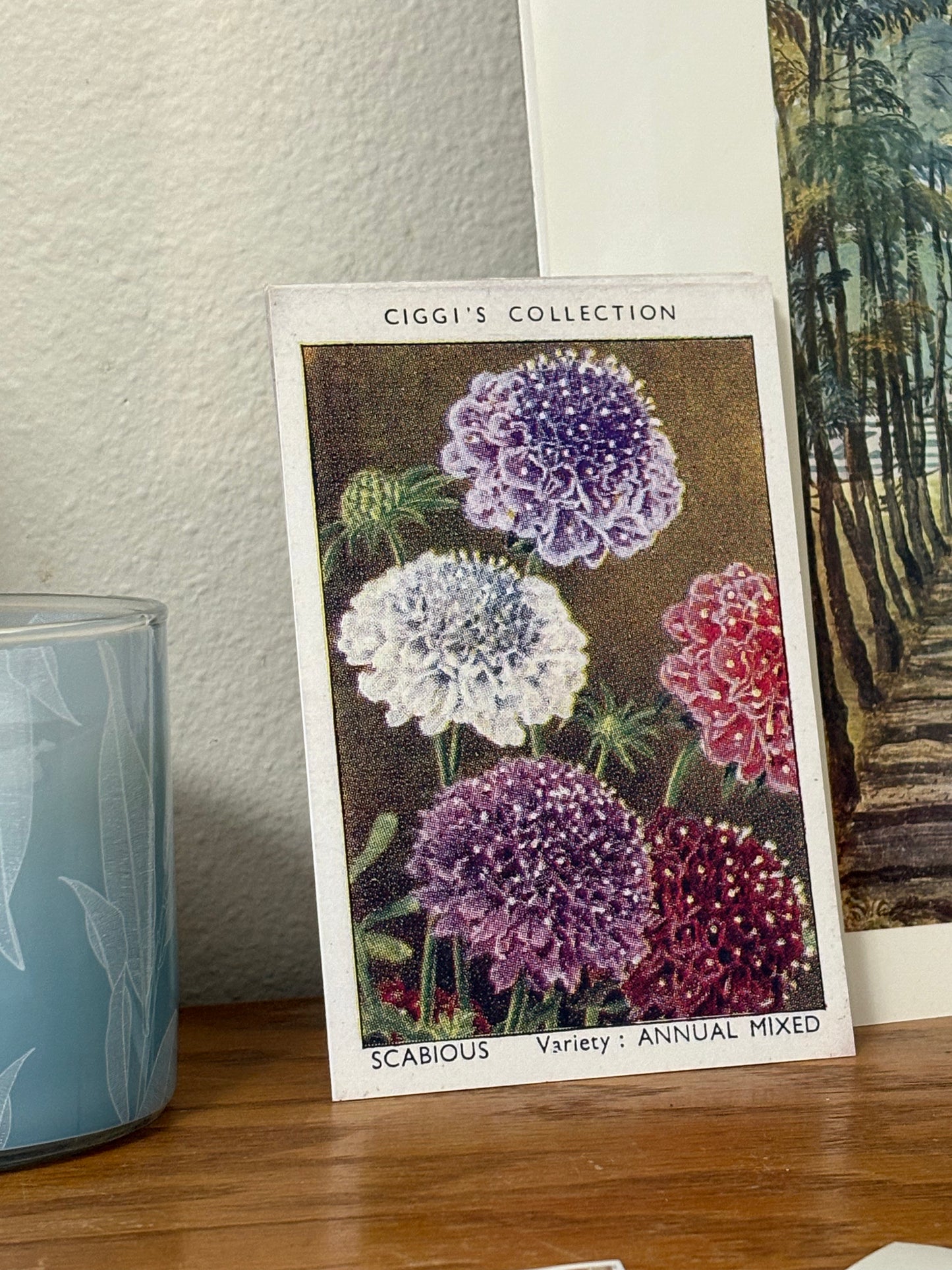 Vintage Scabious Pincushion Flower Print #1 | 1930s Cigarette Card Art