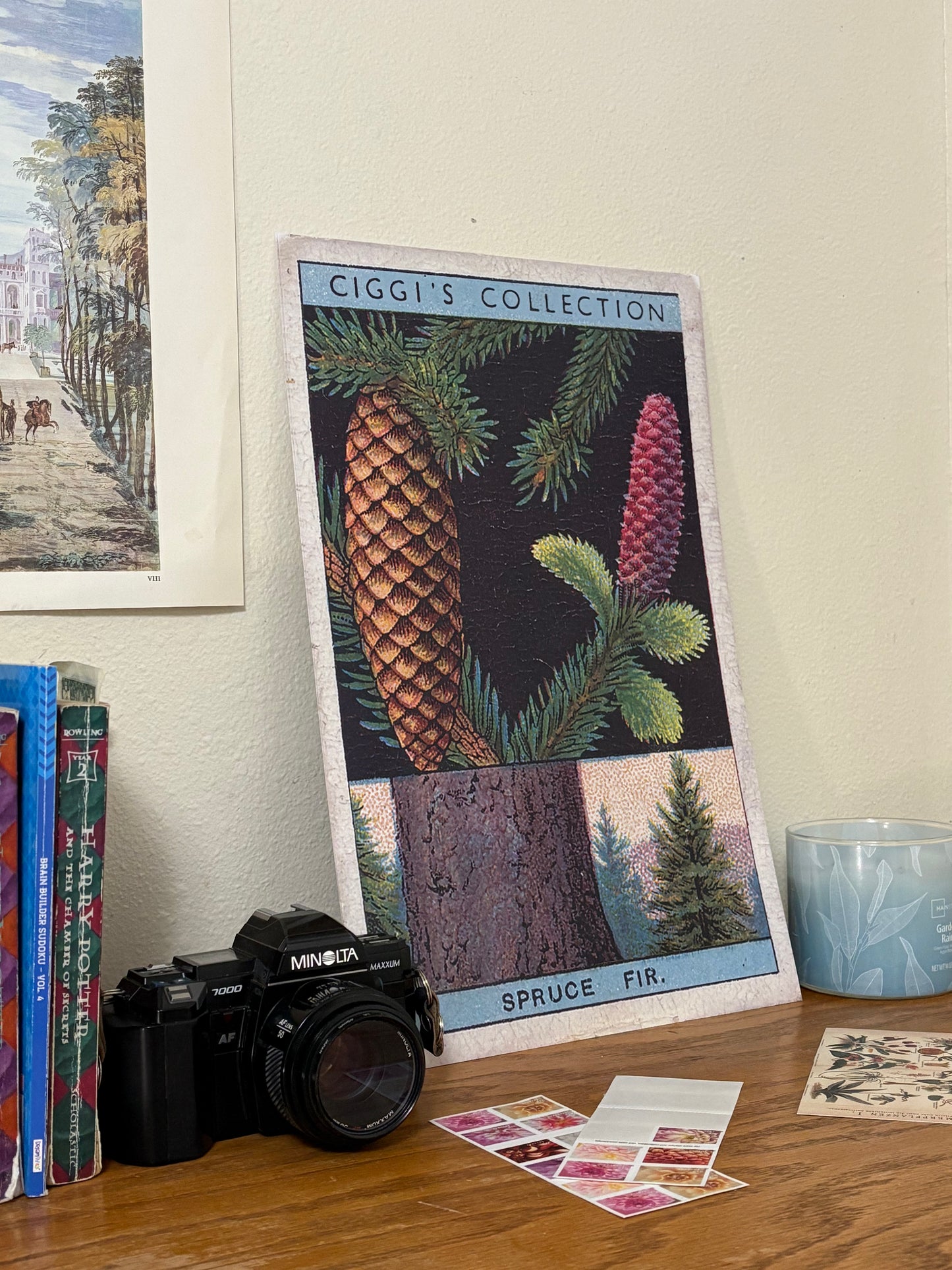 Vintage Spruce Fir Tree Print | 1930s Cigarette Card Art