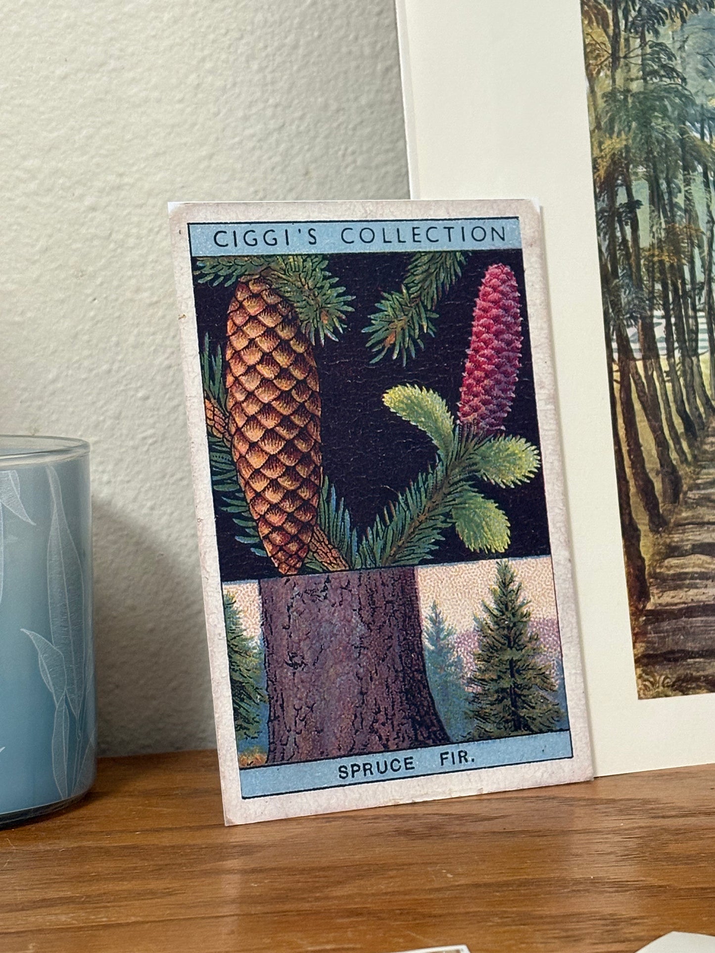 Vintage Spruce Fir Tree Print | 1930s Cigarette Card Art