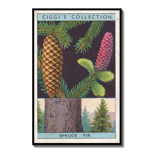 Vintage Spruce Fir Tree Print | 1930s Cigarette Card Art